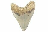 Fossil Megalodon Tooth - North Carolina #378078-2